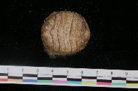 藏品(史汀森鬃毛石鱉)的圖片